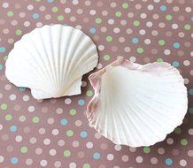 Irish Baking Scallops 3.5-4" | 4 pcs. N2