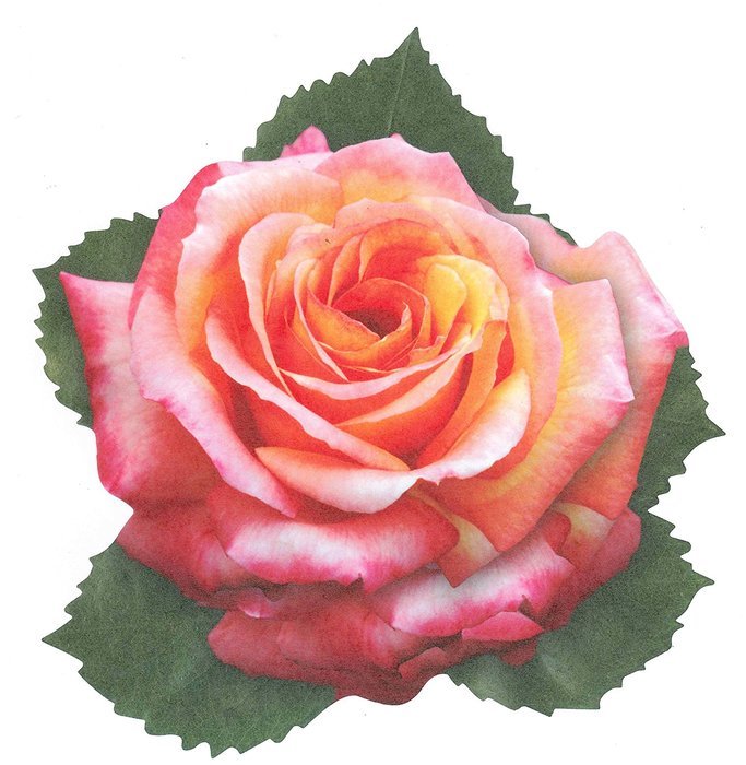EuroQuest Imports Pink Roses Deco Parchment Leaves, Pack of 20 N2