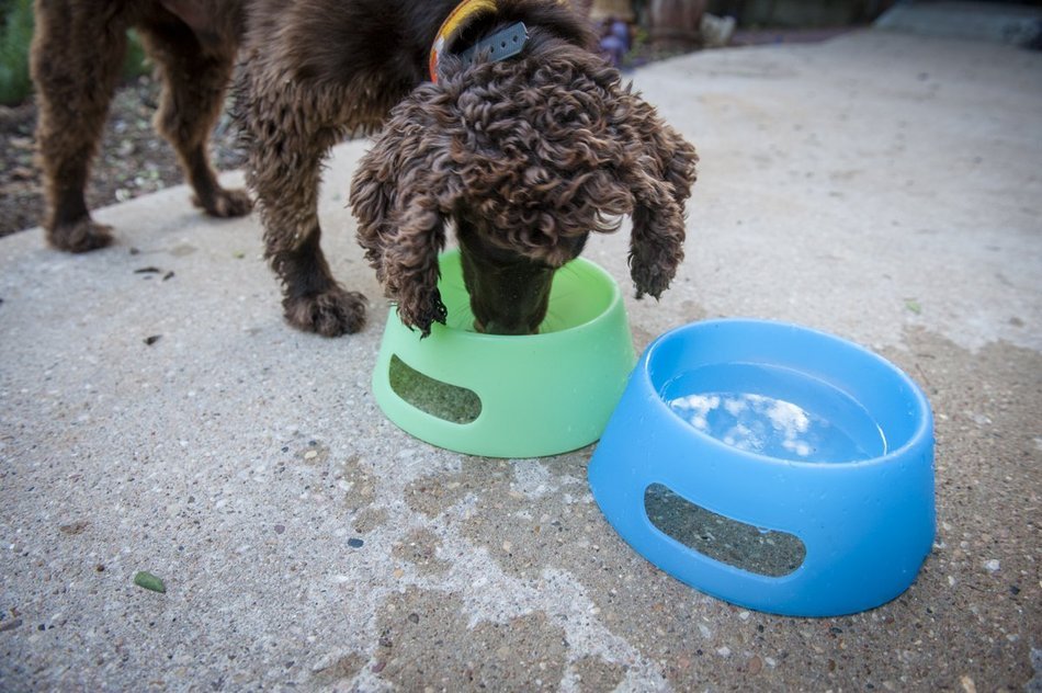 SILIPINT Unbreakable Silicone Aqua-Fur Dog Bowl, 1 L N6