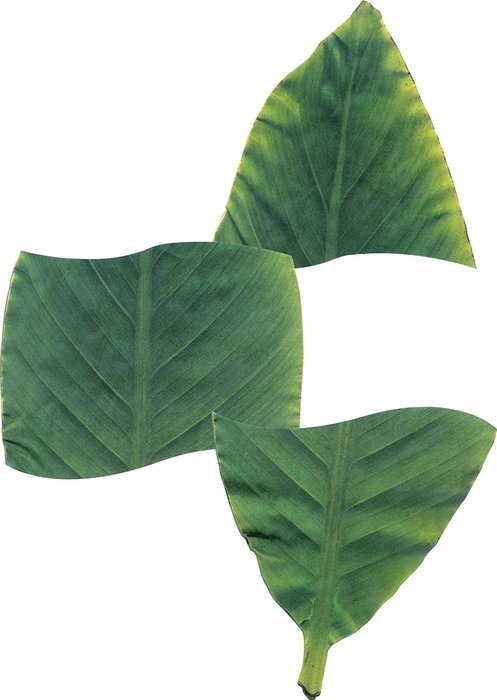 EuroQuest Imports Banana Deco Parchment Leaves, Package of 7 N2