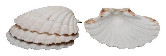 Harold Import Company Natural Baking Shells (Set of 4), 4&quot;, Natural Seashell