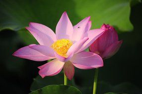 3D Jelly Cake Tools specially -Type 13 - Lotus flower - 5 pcs/set