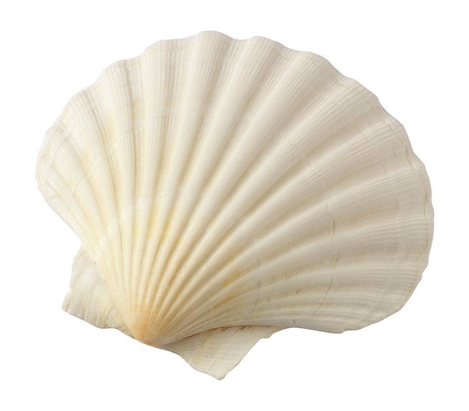Harold Import Company Natural Baking Shells (Set of 4), 4", Natural Seashell N4