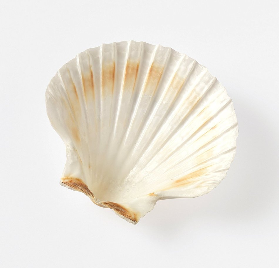 Harold Import Company Natural Baking Shells (Set of 4), 4", Natural Seashell N5