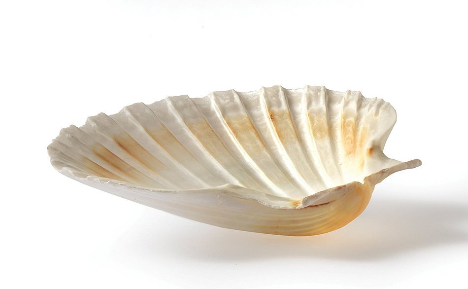 Harold Import Company Natural Baking Shells (Set of 4), 4", Natural Seashell N6