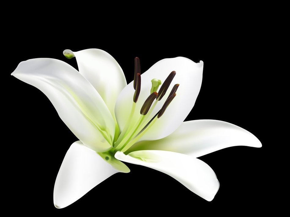 3D Jelly Cake Tools specially -Type 6 - Lily flower - 5 pcs/set