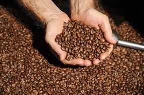 GOURMET PUMPKIN SPICE Flavored Ground Coffee | 1 LB Bag | Freshly Roasted Holiday Blend | 100% Colombian Arabica N4