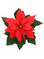 3D Jelly Cake Tools specially -Type 10 - Poinsettia flower - 5 pcs/set