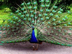 3D Jelly Cake Tools specially -Type 14 - Peacock - 5 pcs/set N3