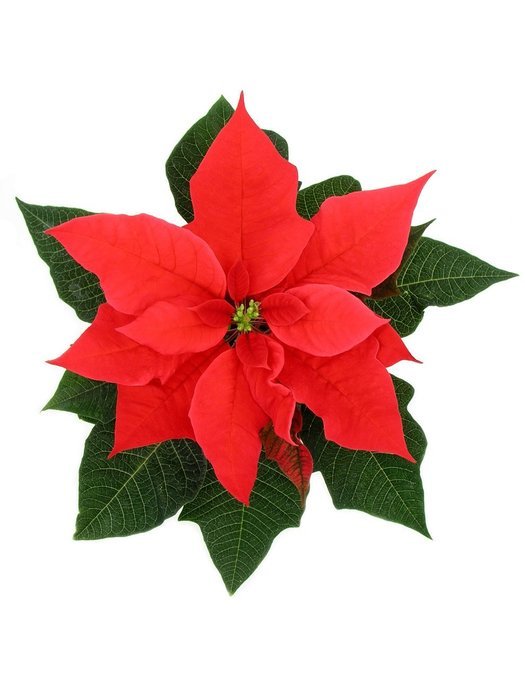 3D Jelly Cake Tools specially -Type 10 - Poinsettia flower - 5 pcs/set