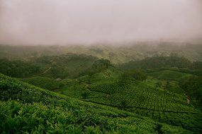Premium Darjeeling Organic Black Tea - Best Loose Leaf Second Flush Tea Includes Powerful Antioxidants and Minerals... N7