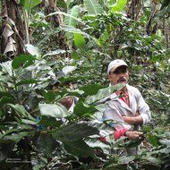 Tiny Footprint Coffee Organic Fair Trade Nicaragua Segovia Dark Roast Whole Bean, 3 Pound N5