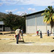 Tiny Footprint Coffee Organic Fair Trade Nicaragua Segovia Dark Roast Whole Bean, 3 Pound N6