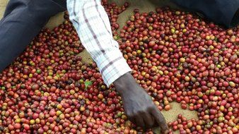 Chiru Coffee Connection Fresh Roasted Kenya's Finest AA Roasted Whole Bean 100% Arabica Coffee - 16 oz. Bag (1LB) N5