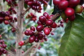 Tiny Footprint Organic Peru APU Medium Roast Coffee, Whole Bean, 1 Pound N4