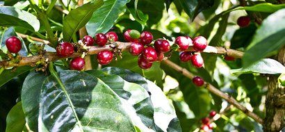 Esmeralda Geisha Coffee Special 8oz,227g N2