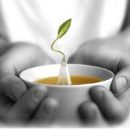 Tea Fort&eacute;&reg; BULK PACK African Solstice Herbal Tea, 48 Handcrafted Pyramid Tea Infusers N5