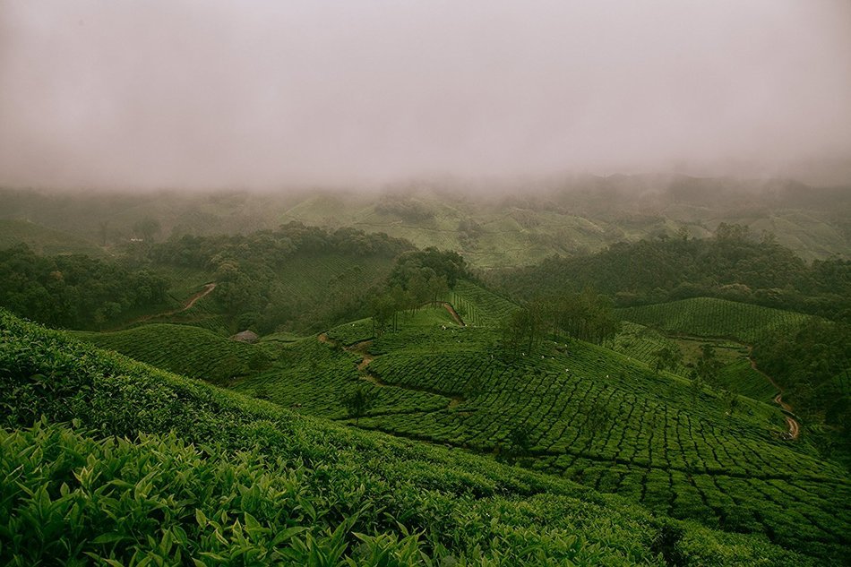 Premium Darjeeling Organic Black Tea - Best Loose Leaf Second Flush Tea Includes Powerful Antioxidants and Minerals... N7