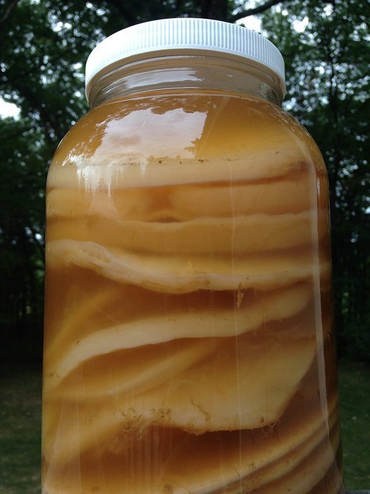 Kombucha Scoby w Instructional Video & Unlimited Support. 100% Organic Strong Starter Tea for Brewing Best Fermented... N5