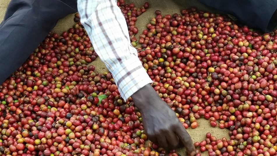 Chiru Coffee Connection Fresh Roasted Kenya's Finest AA Roasted Whole Bean 100% Arabica Coffee - 16 oz. Bag (1LB) N5