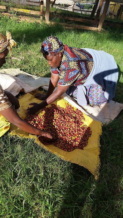 Chiru Coffee Connection Fresh Roasted Kenya's Finest AA Roasted Whole Bean 100% Arabica Coffee - 16 oz. Bag (1LB) N6