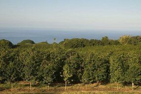 Hawaii Roasters Award Winning Farm Roasted 100% Kona Coffee, Ground, Medium Roast, 14-Ounce Bag N2