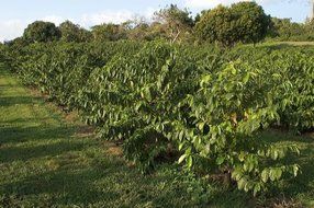 Hawaii Roasters Award Winning Farm Roasted 100% Kona Coffee, Ground, Medium Roast, 14-Ounce Bag N3