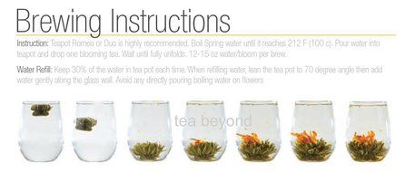 Tea Beyond FLS-3SET-BLF2100 12-Pack Fab Flowering Blooms Tea N2