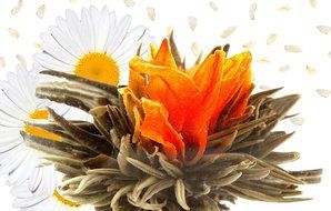 Tea Beyond FLS-3SET-BLF2100 12-Pack Fab Flowering Blooms Tea N23