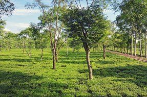 Malty Assam Golden Tips Loose Leaf Black Tea - Rare Tippy Second Flush Whole Leaf Blend Direct From Source in... N14