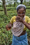 Malty Assam Golden Tips Loose Leaf Black Tea - Rare Tippy Second Flush Whole Leaf Blend Direct From Source in... N15