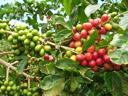 Triple-Picked Tanzania Ruvuma Peaberry Washed Unroasted Green Coffee Beans (5 LB) N3