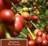 5 Lbs 100% Jamaica Jamaican Blue Mountain Coffee (Full City (Light/medium) Roast) N2