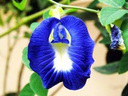 THOBAL Herbal Dried Butterfly pea Flowers Herb Tea Lusciously Tea Blue Tea butterfly pea, blue pea Aprajita Cordofan... N3