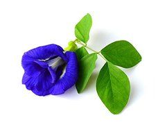 Wild Hibiscus Blue-Tee 100% Pure Butterfly Pea Flower Tea - 1.1 oz N3