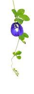 Wild Hibiscus Blue-Tee 100% Pure Butterfly Pea Flower Tea - 1.1 oz N5