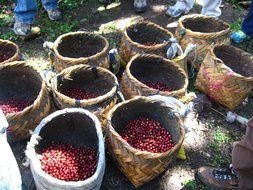 BrewBros. Whole Bean Arabica Gourmet Coffee Beans. Single Origin, Organically Farmed, Shade Grown, Micro Roasted... N4