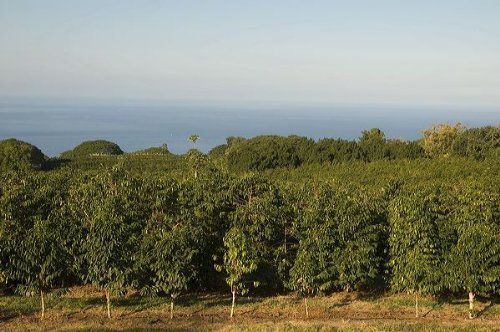 Hawaii Roasters Award Winning Farm Roasted 100% Kona Coffee, Ground, Medium Roast, 14-Ounce Bag N2
