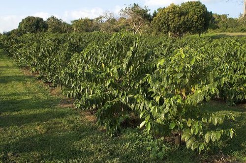 Hawaii Roasters Award Winning Farm Roasted 100% Kona Coffee, Ground, Medium Roast, 14-Ounce Bag N3