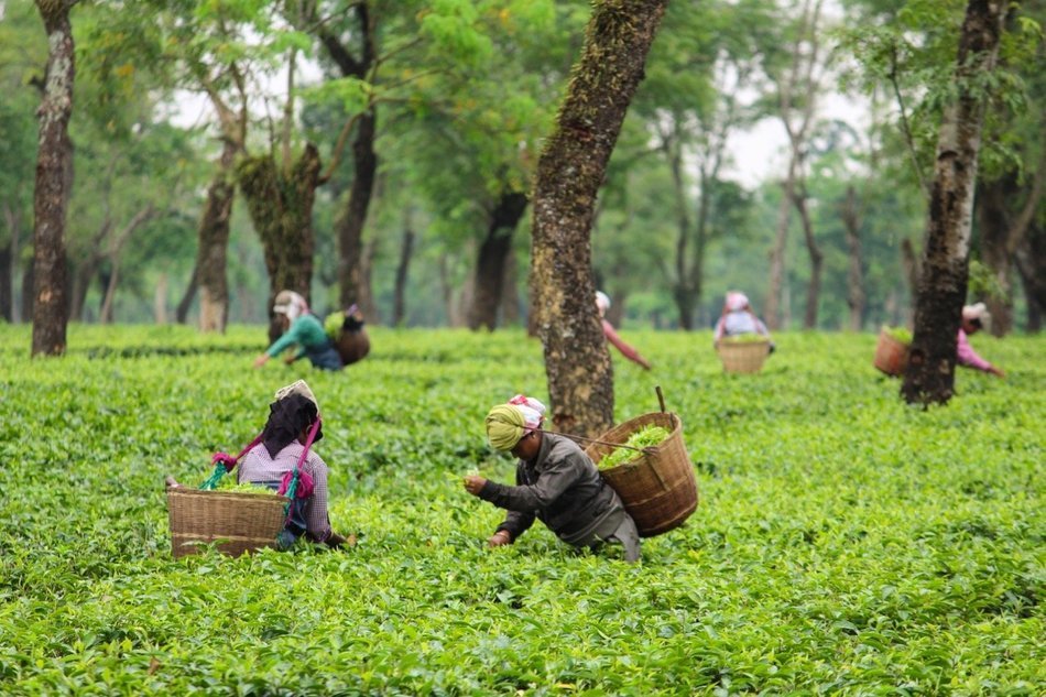 Malty Assam Golden Tips Loose Leaf Black Tea - Rare Tippy Second Flush Whole Leaf Blend Direct From Source in... N12