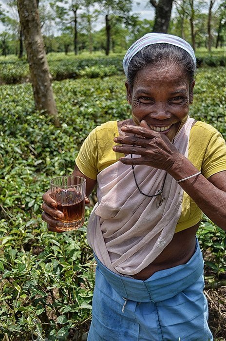 Malty Assam Golden Tips Loose Leaf Black Tea - Rare Tippy Second Flush Whole Leaf Blend Direct From Source in... N15