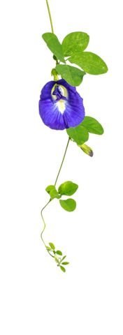 Wild Hibiscus Blue-Tee 100% Pure Butterfly Pea Flower Tea - 1.1 oz N5