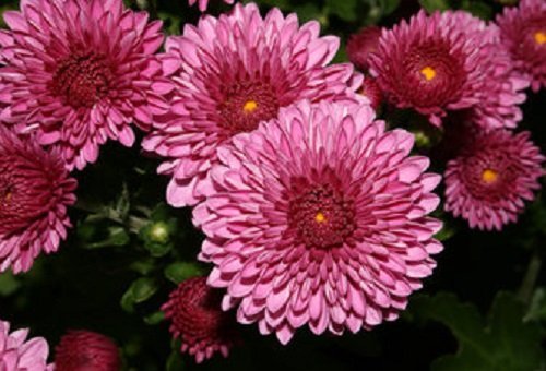 3D Jelly Cake Tools specially -Type 5-Chrysanthemum rotation flower - 5 pcs/set N2