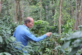 Paradise Mountain, Rare Thailand Peaberry, Certified Organic, Fair Trade, Whole Bean Coffee 16oz N6