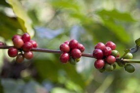 Paradise Mountain, Rare Thailand Peaberry, Certified Organic, Fair Trade, Whole Bean Coffee 16oz N7