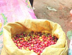 Paradise Mountain, Rare Thailand Peaberry, Certified Organic, Fair Trade, Whole Bean Coffee 16oz N8