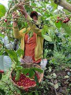 Dark Roast Coffee Beans Don Tomas Coffee (1 Pound) - Super Rich, Great Aroma Nicaraguan Coffee - Whole Coffee... N2
