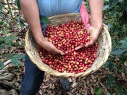 Dark Roast Coffee Beans Don Tomas Coffee (1 Pound) - Super Rich, Great Aroma Nicaraguan Coffee - Whole Coffee... N6