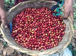 Dark Roast Coffee Beans Don Tomas Coffee (1 Pound) - Super Rich, Great Aroma Nicaraguan Coffee - Whole Coffee... N7
