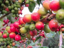Dark Roast Coffee Beans Don Tomas Coffee (1 Pound) - Super Rich, Great Aroma Nicaraguan Coffee - Whole Coffee... N9